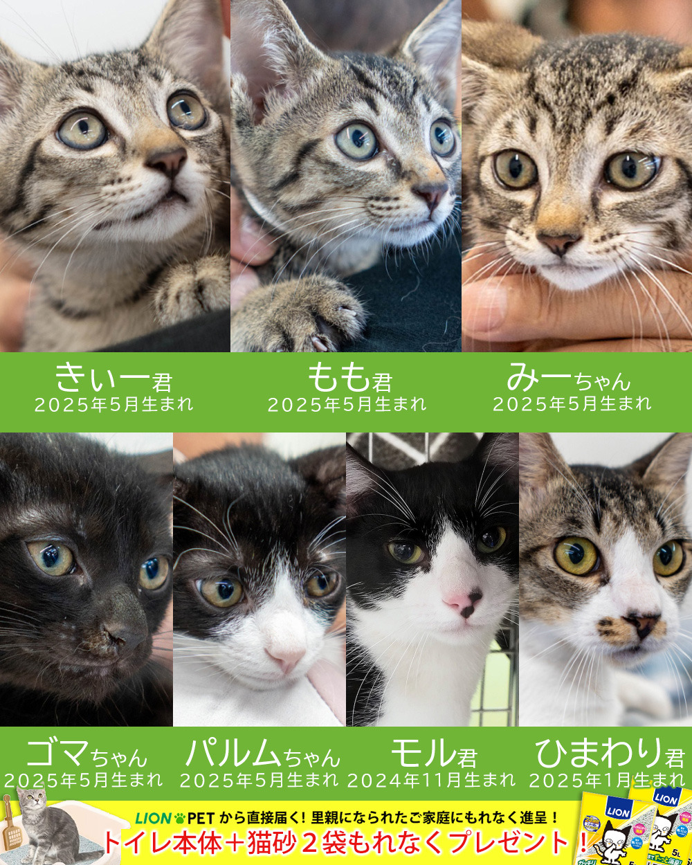 子猫中心22匹の子猫まつり☆みよし市: NPO法人三好ネコの会公式ブログ