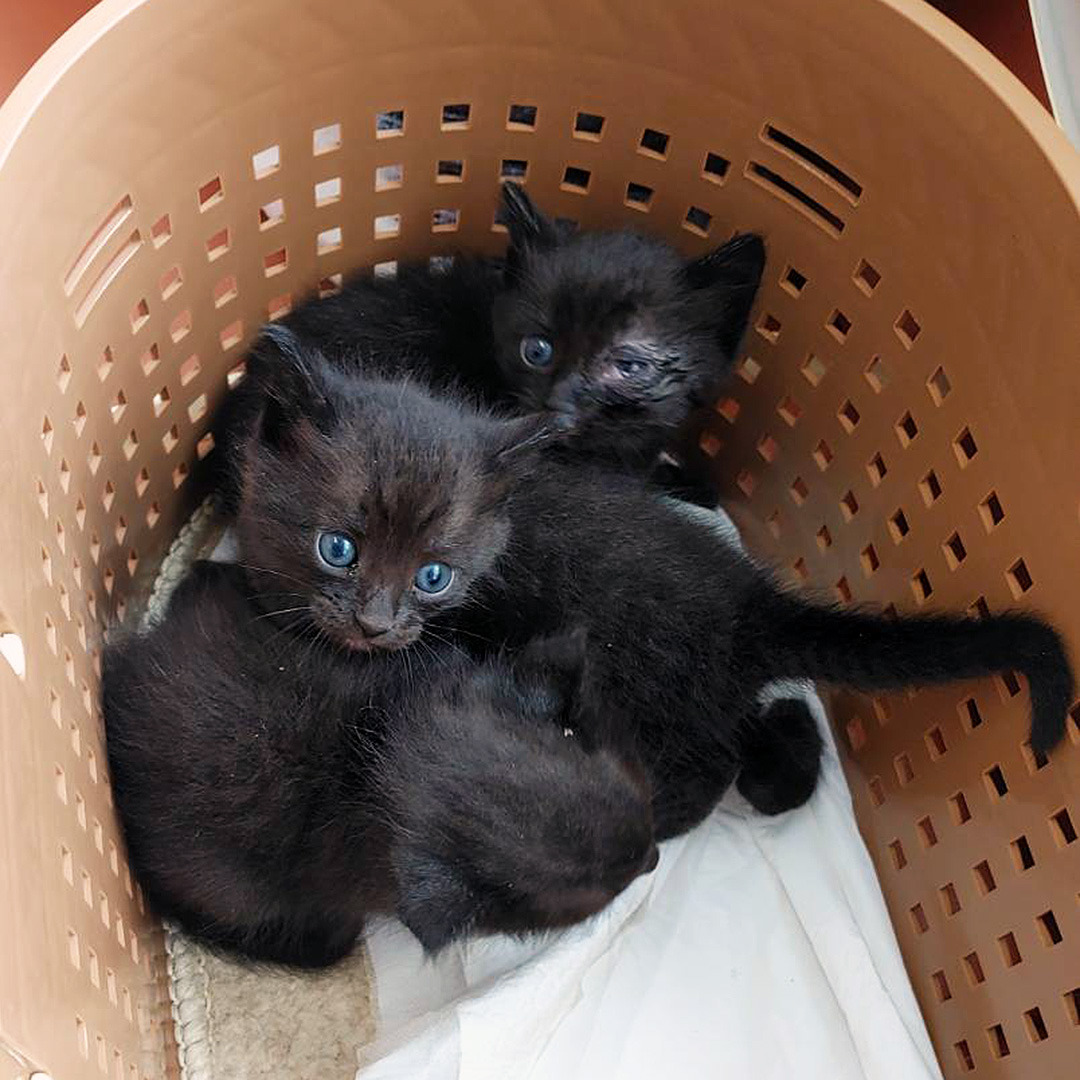 運命を変える黒猫: NPO法人三好ネコの会公式ブログ