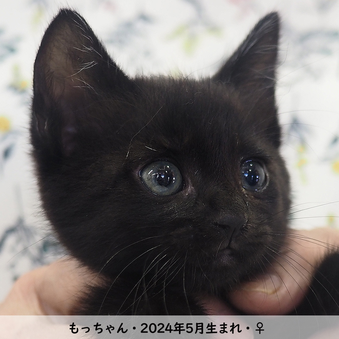 運命を変える黒猫: NPO法人三好ネコの会公式ブログ