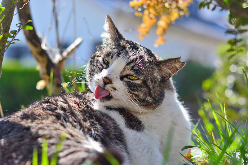 猫の隠れ家.jpg