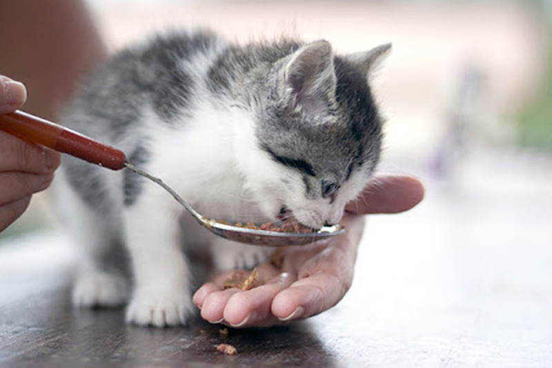 food.jpg