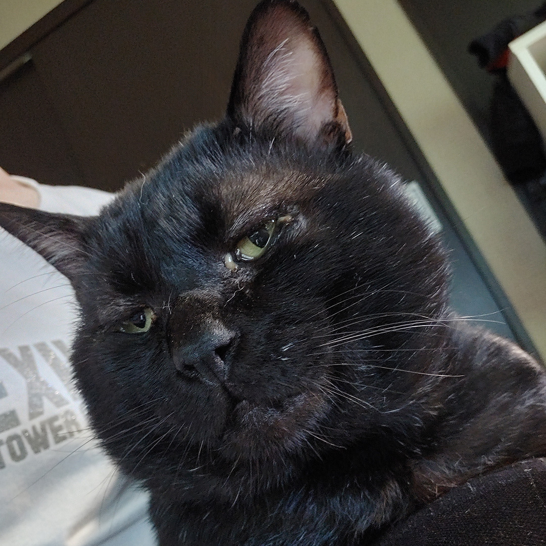 みよし市三好丘旭で猫を探してます。: NPO法人三好ネコの会公式