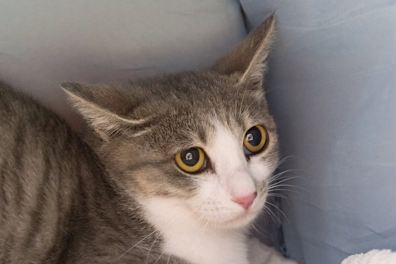 koyuki2.jpg