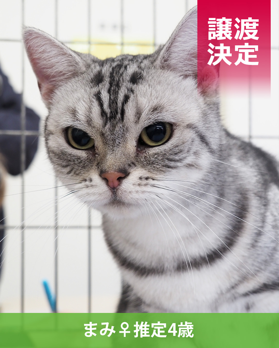 まみちゃん♀譲渡決定♪: NPO法人三好ネコの会公式ブログ