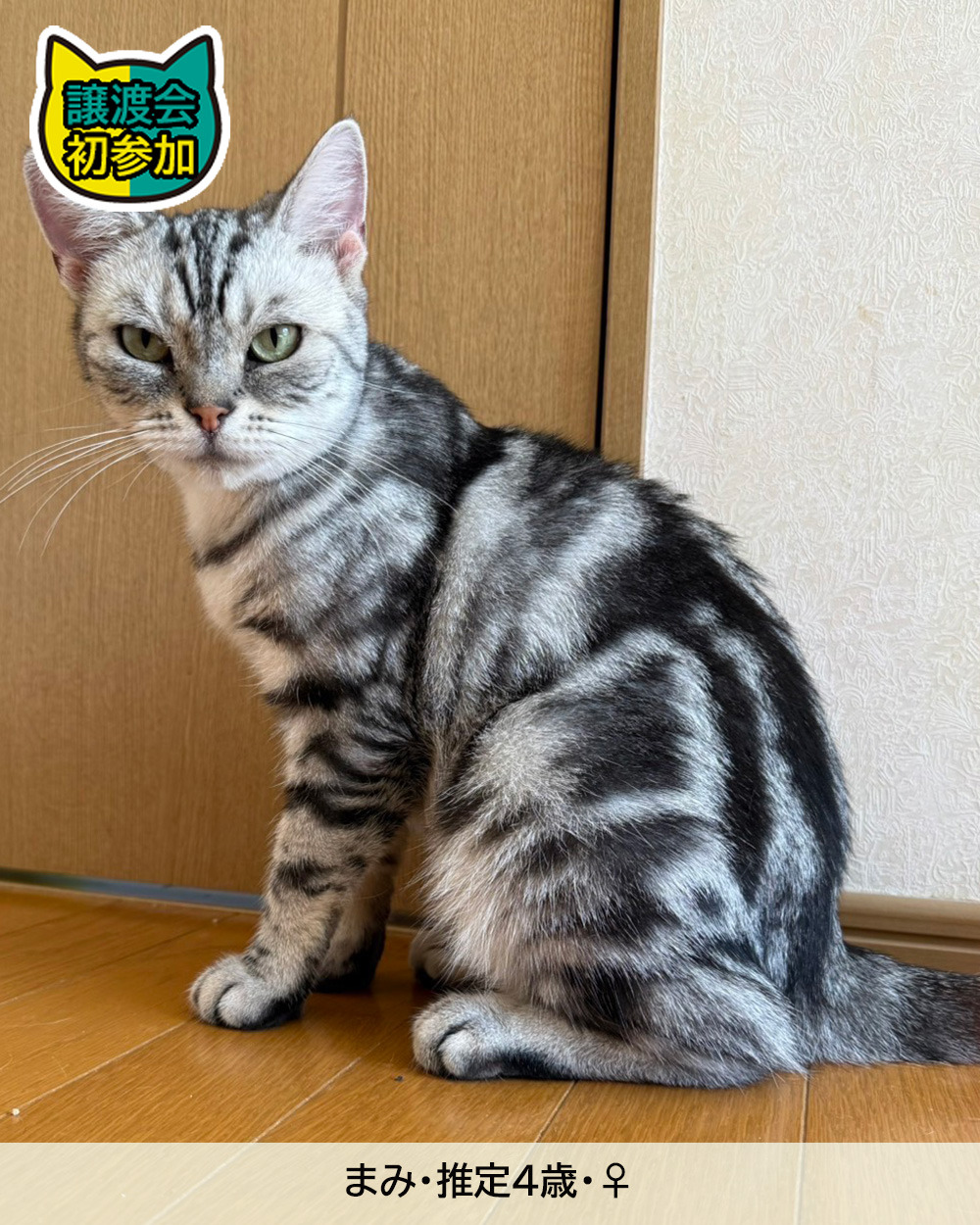 ママネコ様　まとめ4点 mqdefault.jpg