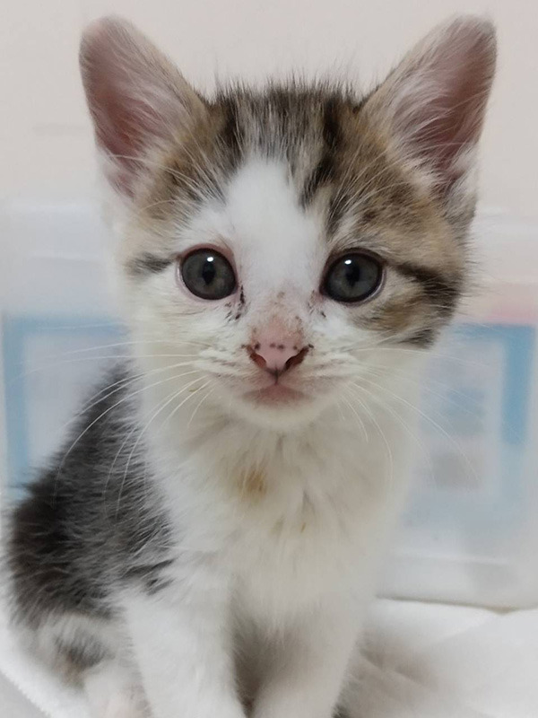 キジ白「しまちゃん」、茶白「げんたくん」が譲渡会デビュー☆: NPO