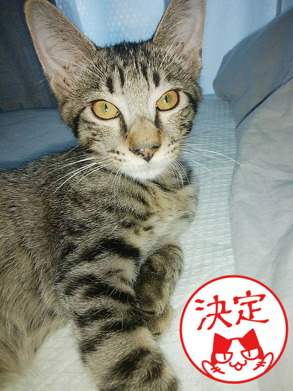 tsubaki.jpg