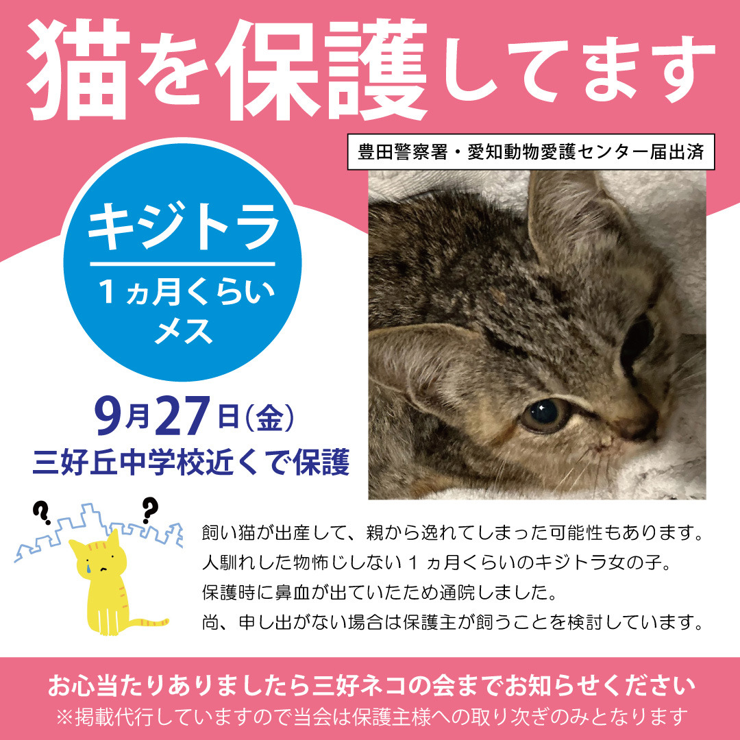 迷子猫を保護しています。: NPO法人三好ネコの会公式ブログ